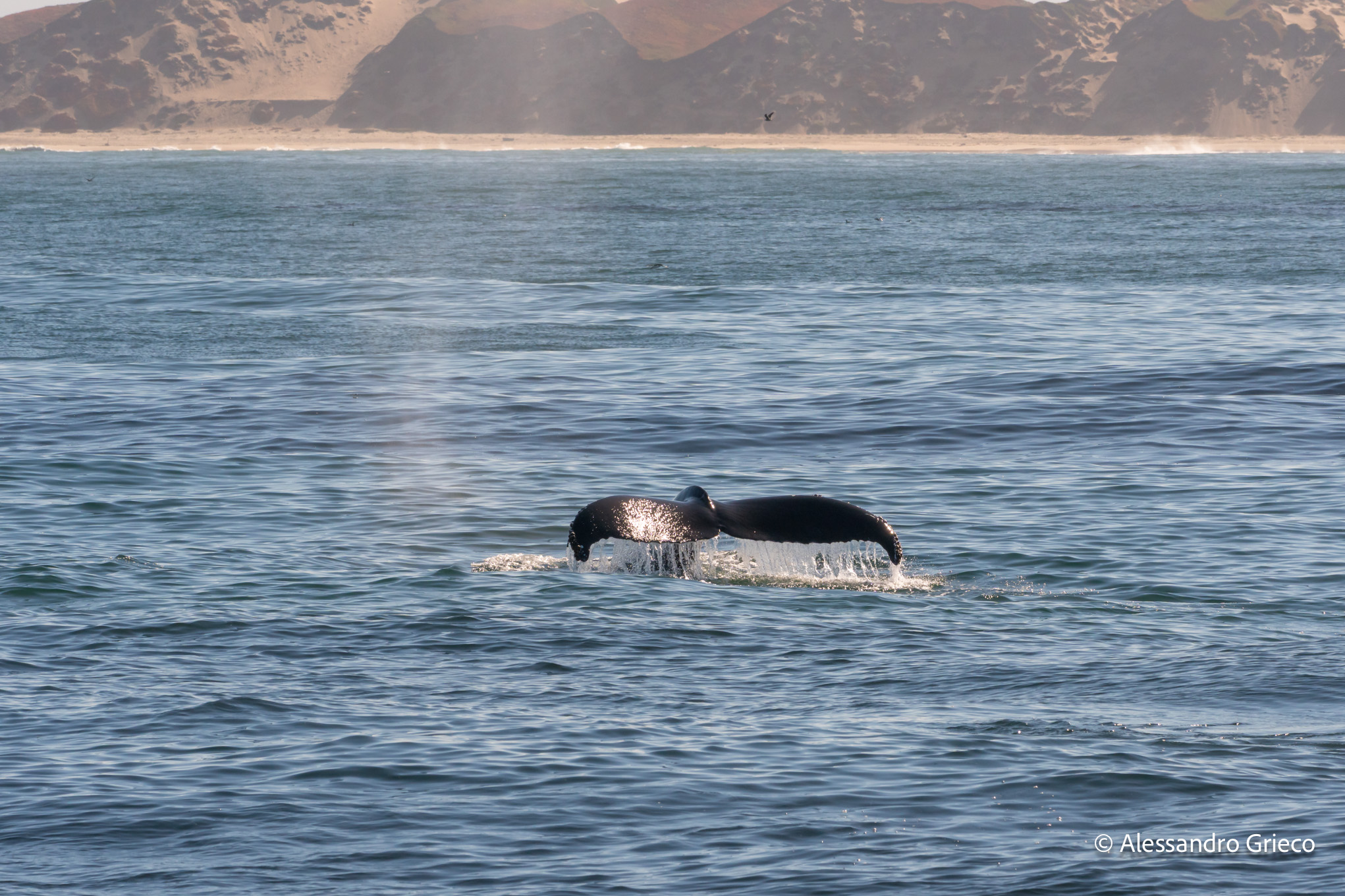 California coast · a whale, diving