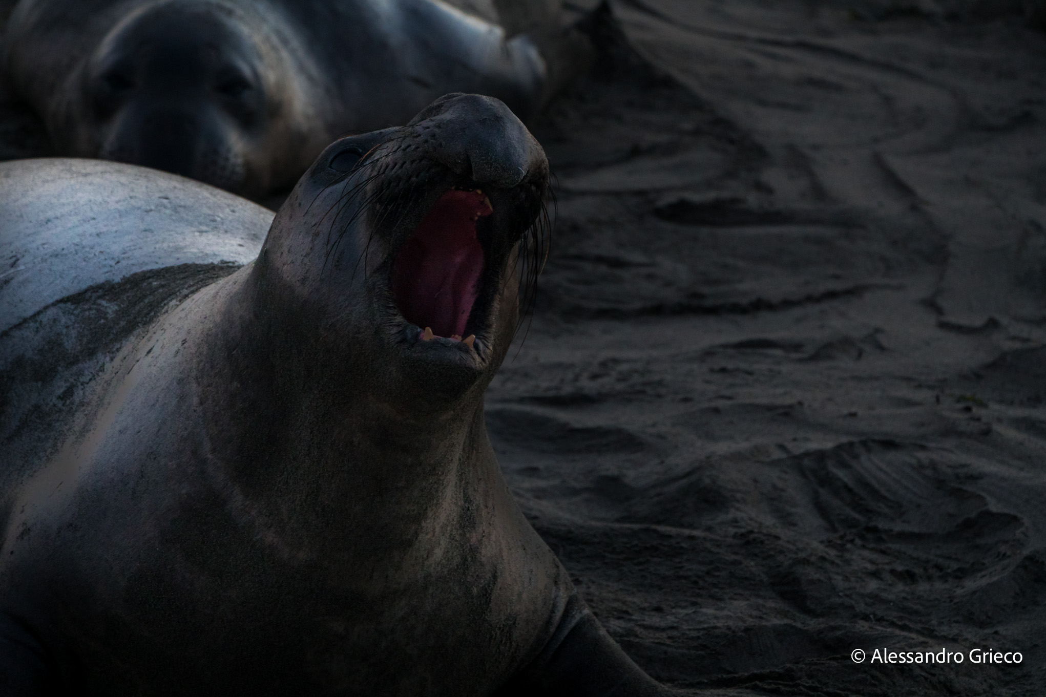 California coast · an elephant seal, mid-roar