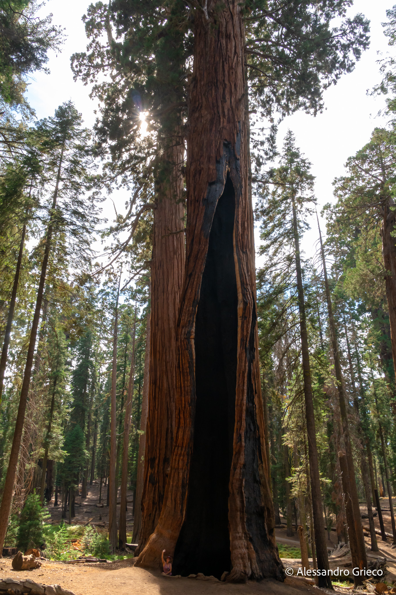Sequoia National Park · a fire-hollowed trunk, still standing
