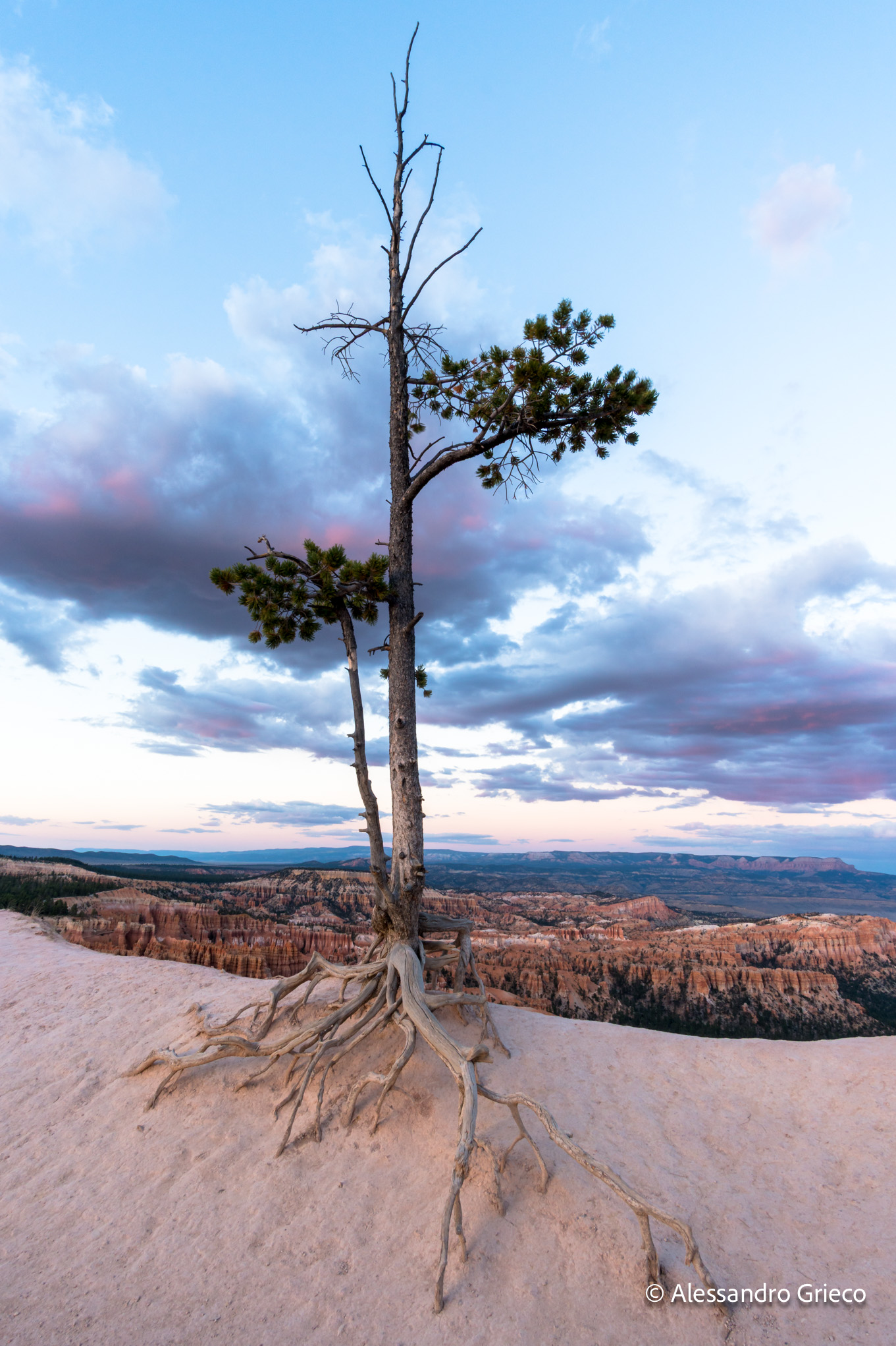 Bryce Canyon · a bristlecone pine, rooted into bare rock at the edge of a hoodoo