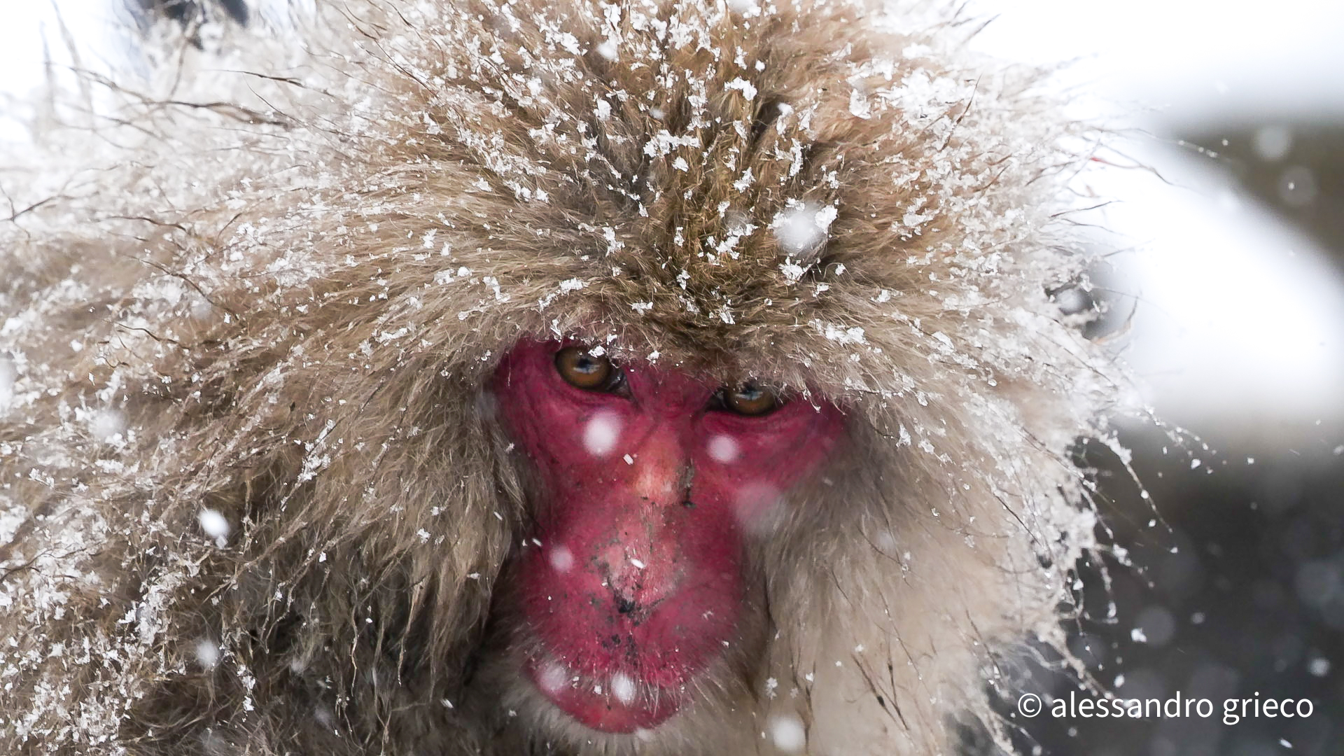 Where the macaques bathe — 36°N 138°E · Jigokudani, Nagano, Japan