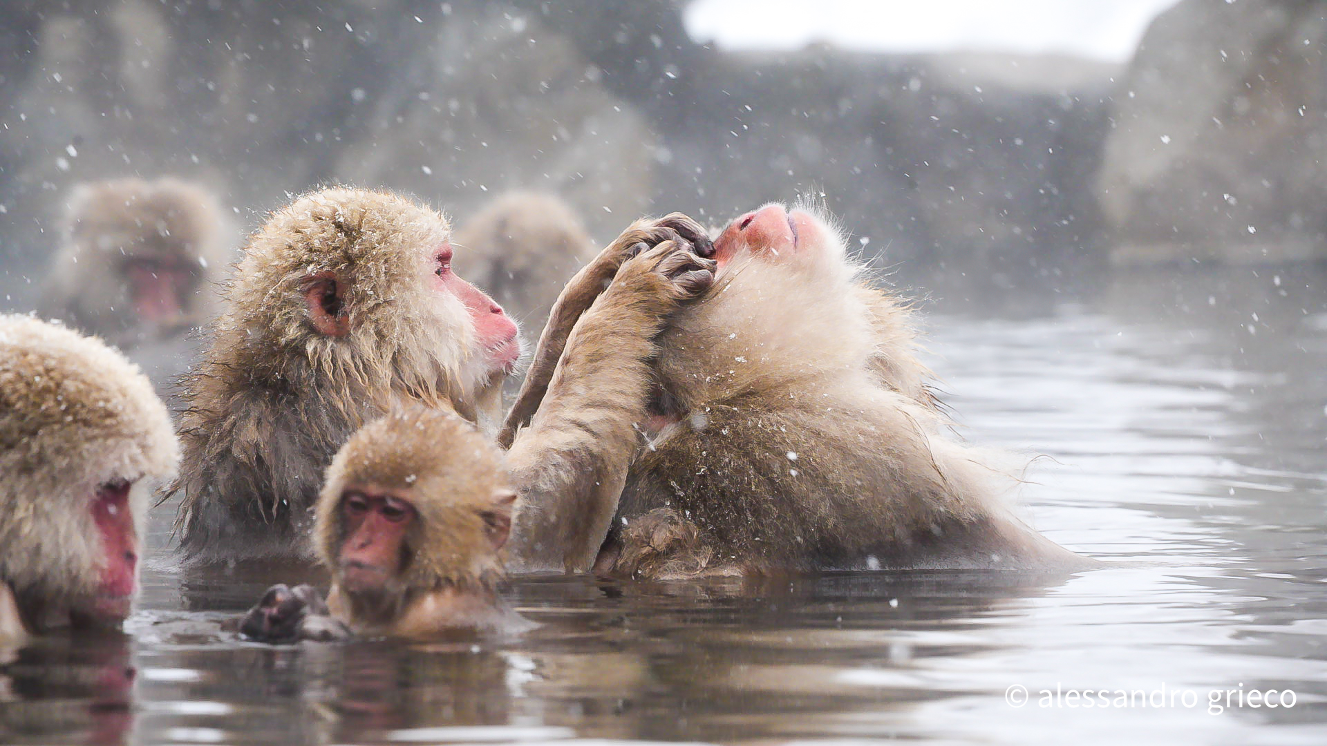 Jigokudani · the troop in the thermal pool, grooming in the steam