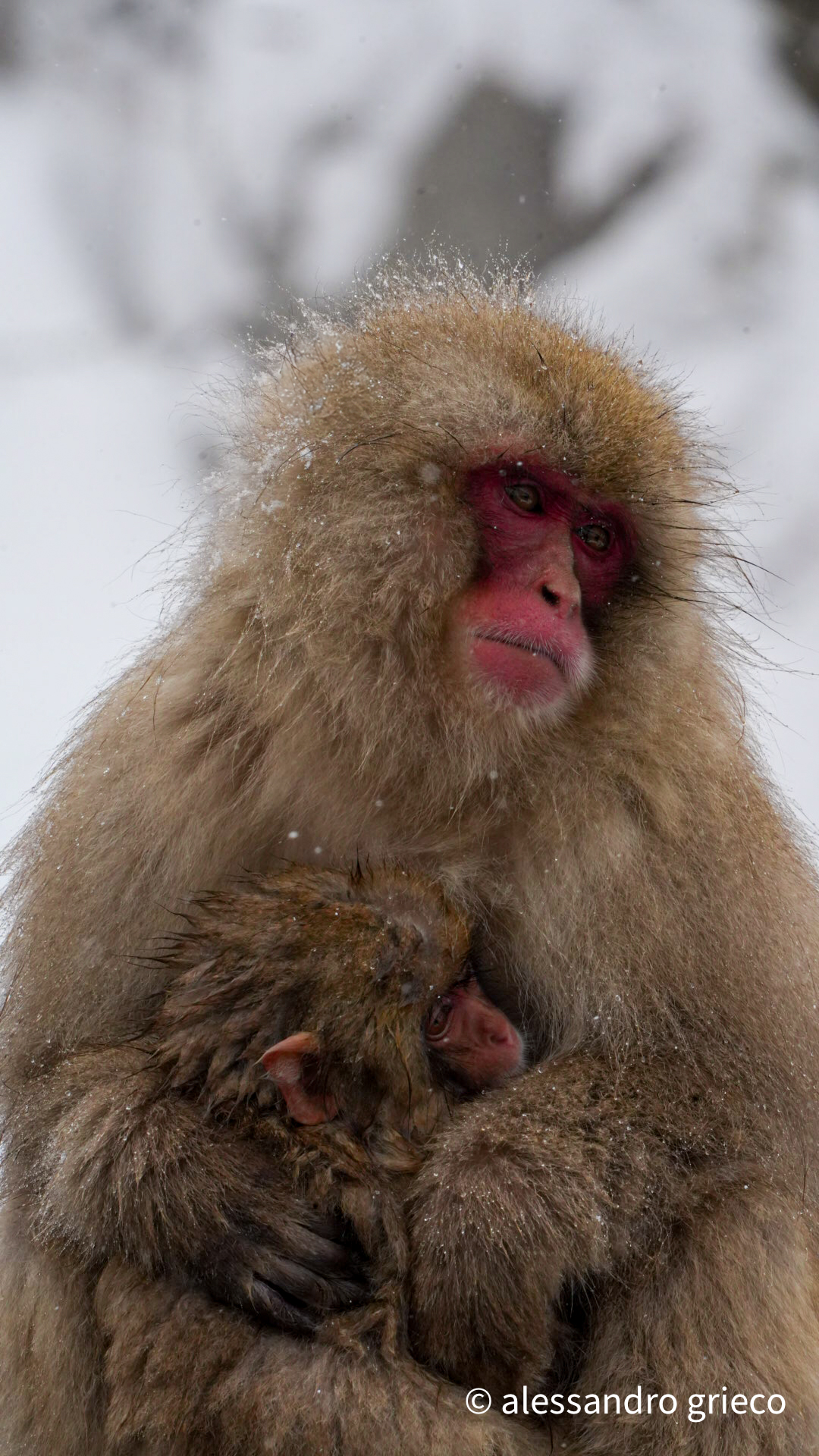 Jigokudani · a mother holds her infant against the cold