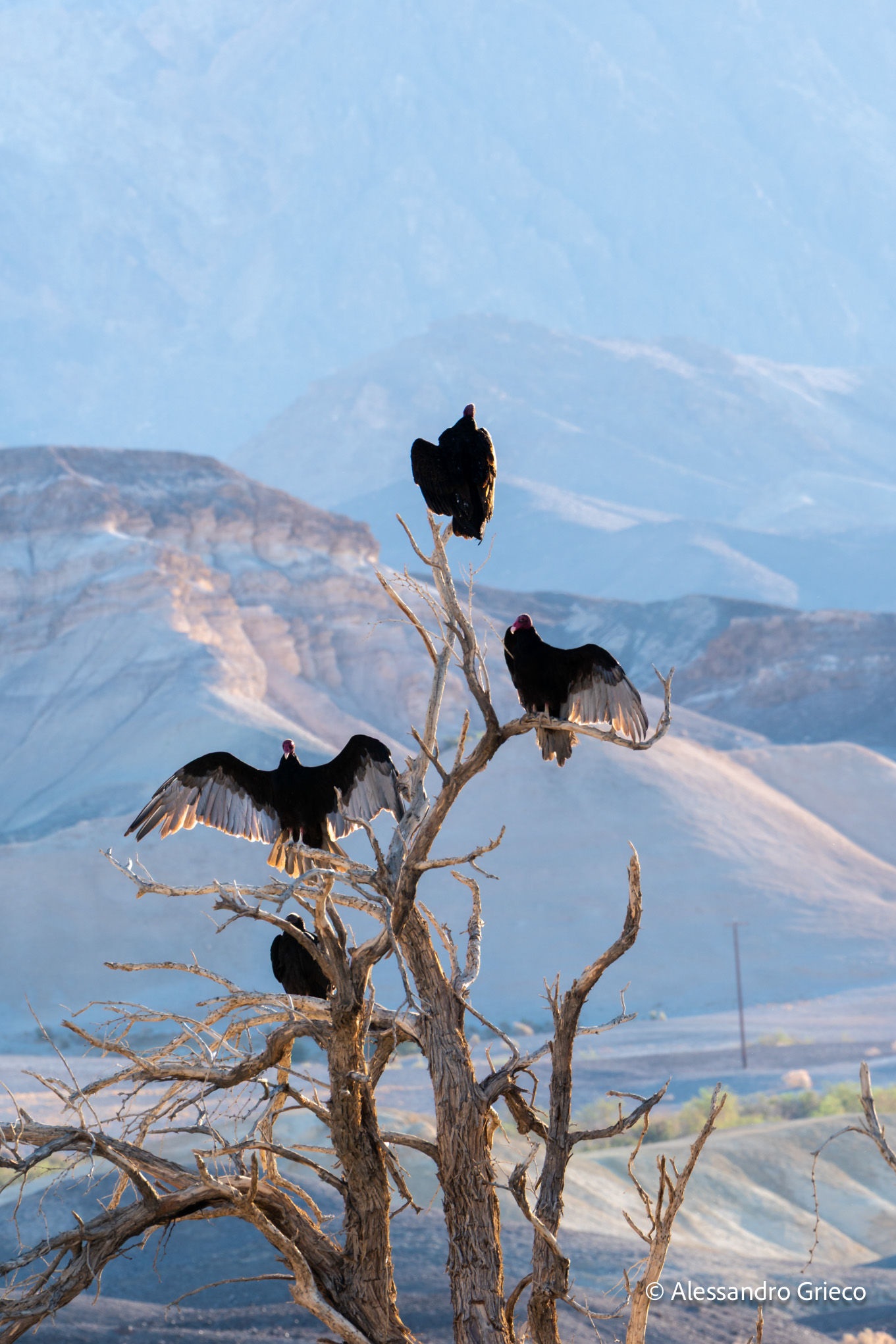 Turkey vultures, drying their wings on a dead tree at dusk
