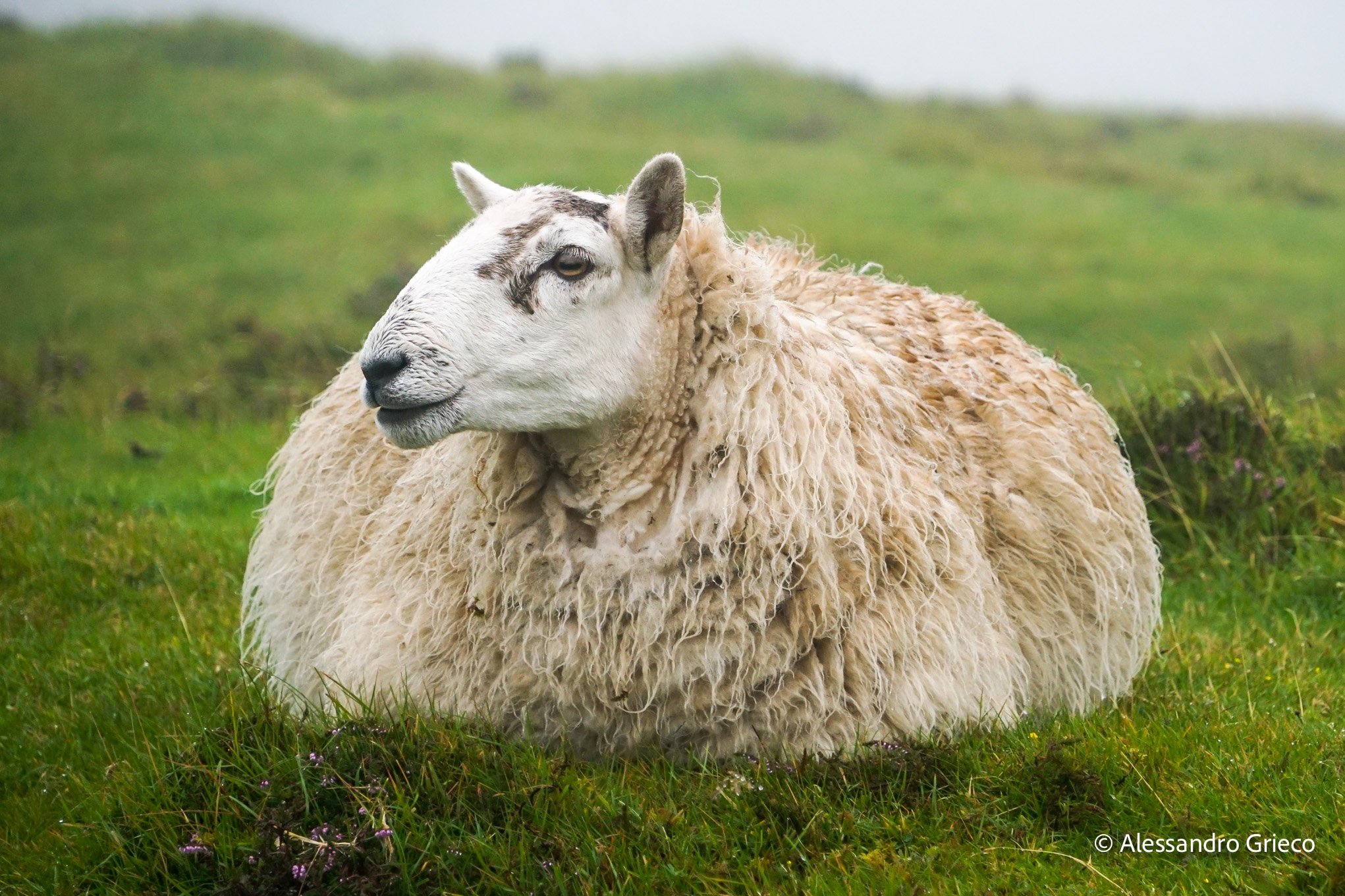 A sheep, unbothered, in a single-track passing place