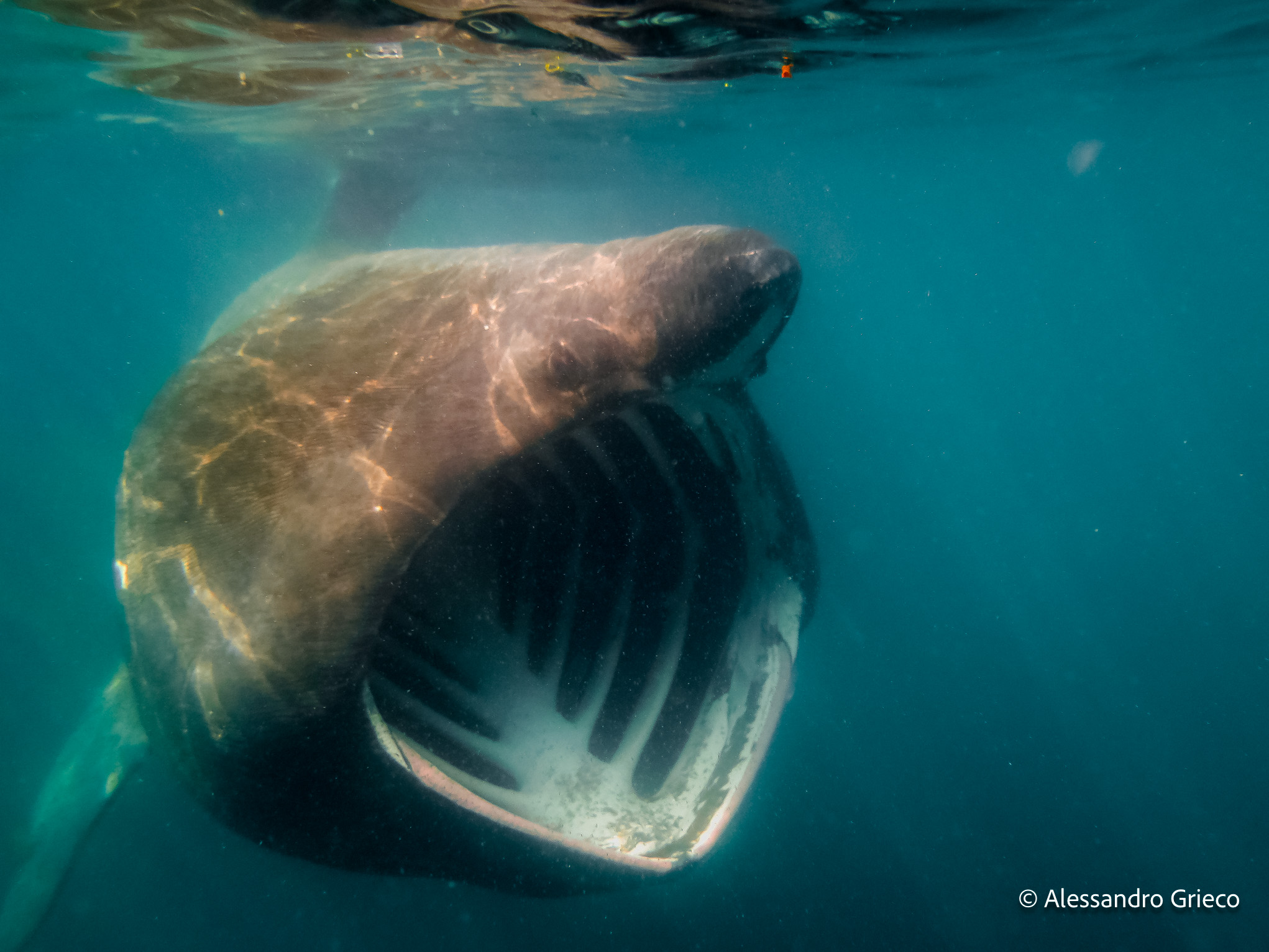 Freediving with the basking shark — 58°N 6°W · The Hebrides, Scotland