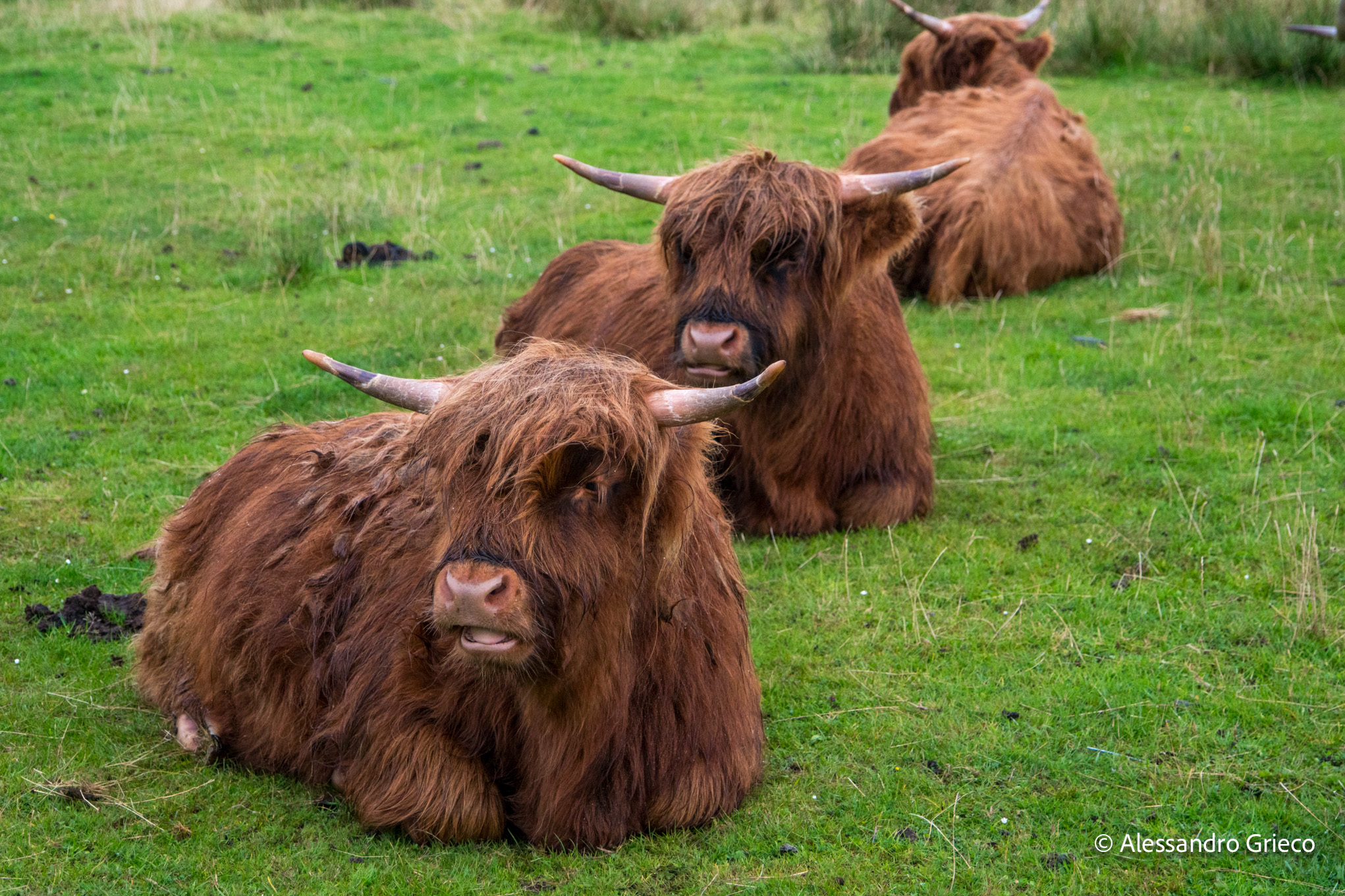 Highland cattle, unhurried on the moorland of Skye