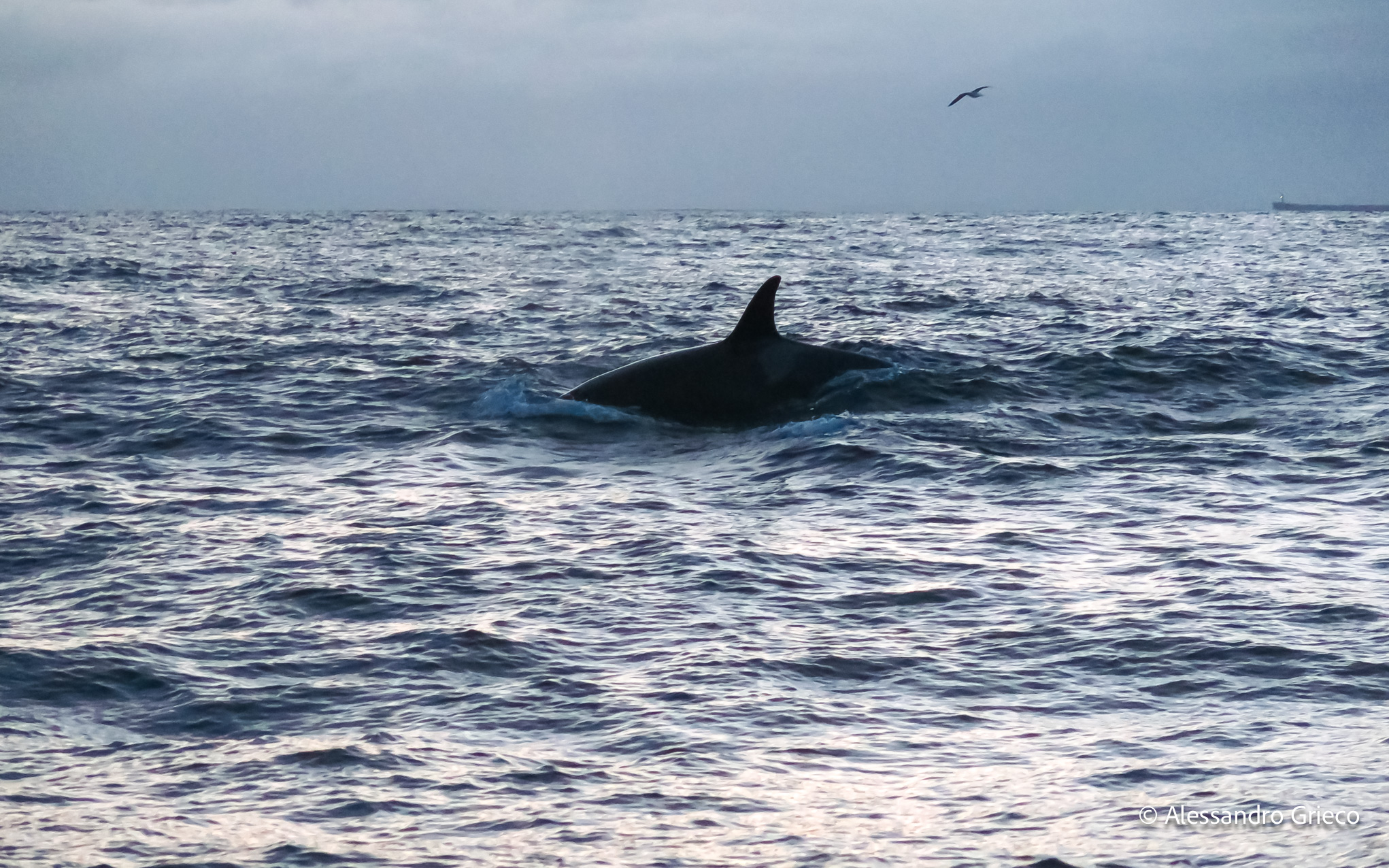 A killer whale surfaces off Andøya, in the winter fjords