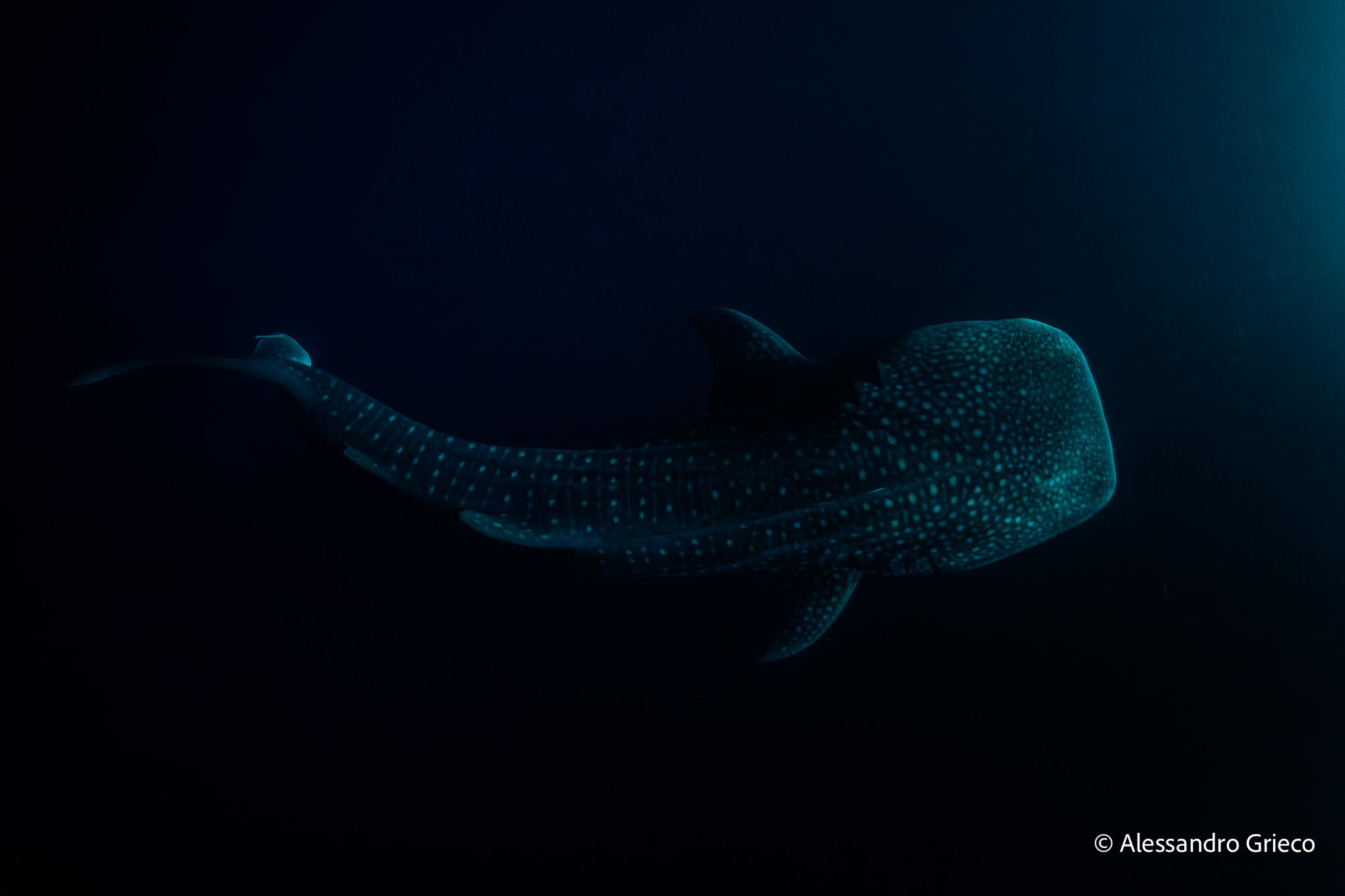 Fuvahmulah · whale shark in the dark water, Maldives deep south