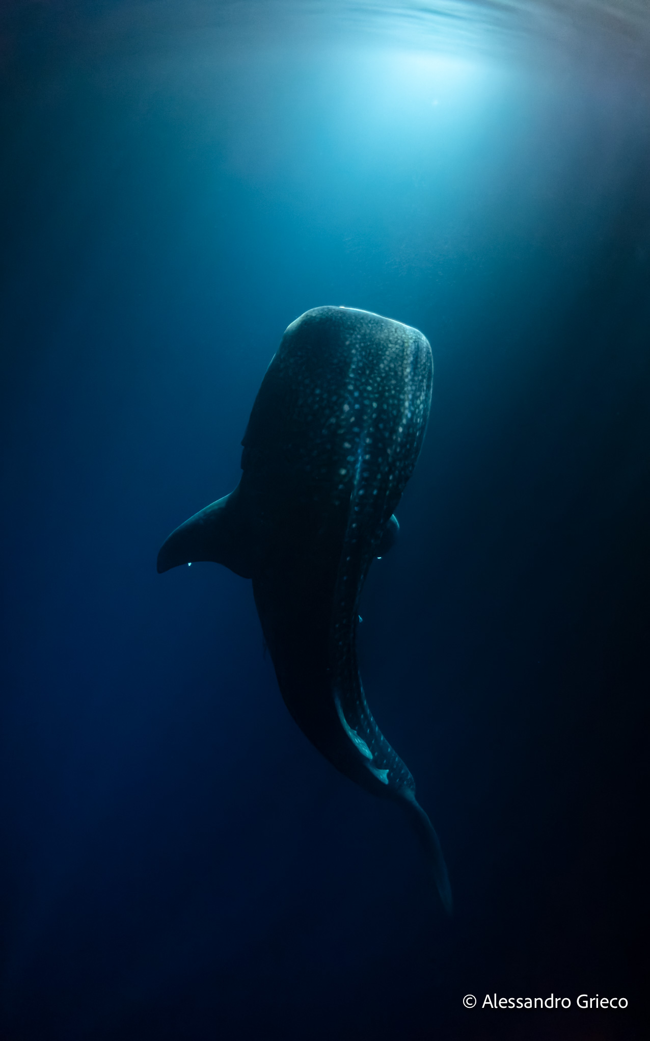 Fuvahmulah · the whale shark rising through the torch light, by night