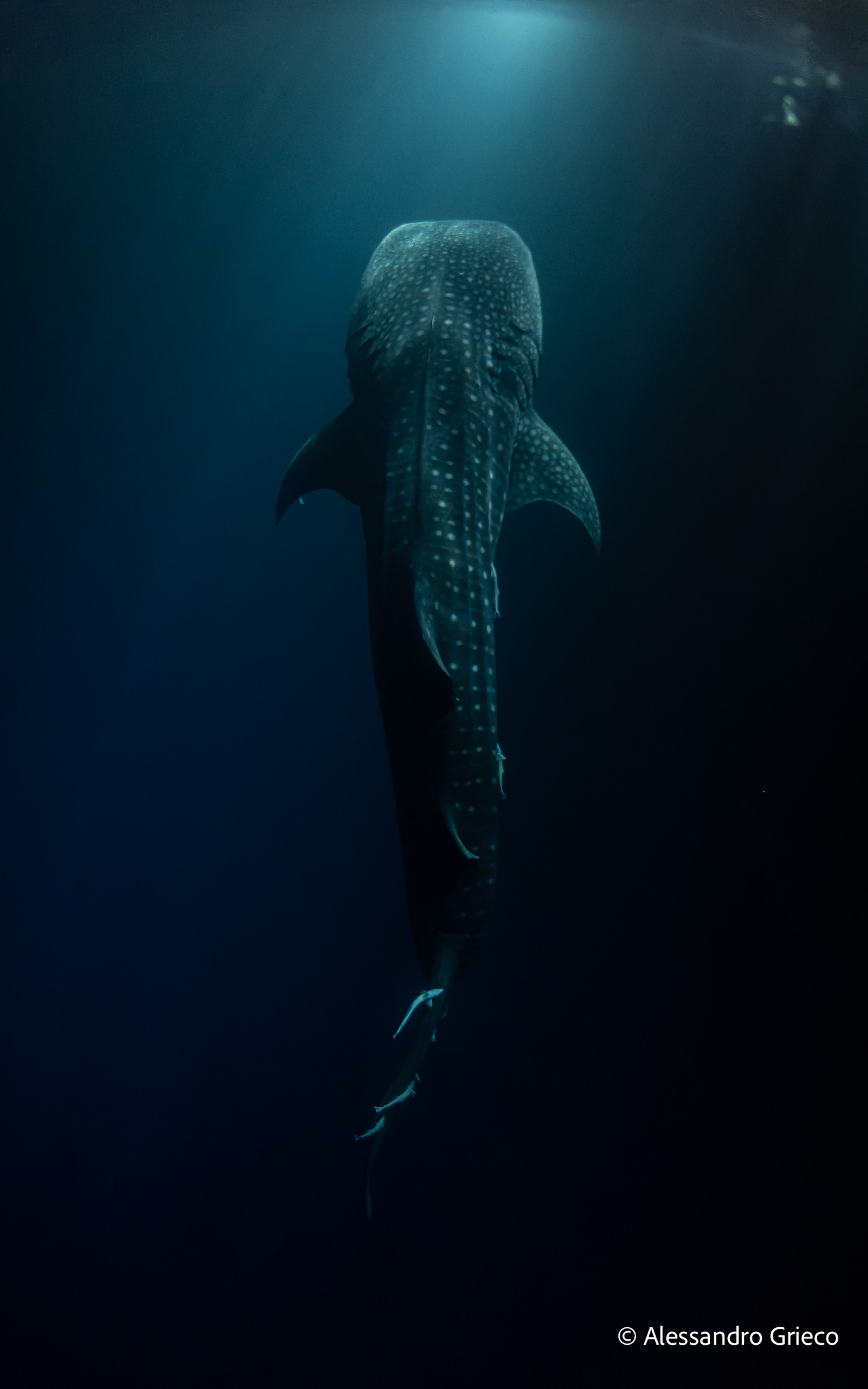 Fuvahmulah · a whale shark and a diver — a scale that is difficult to photograph