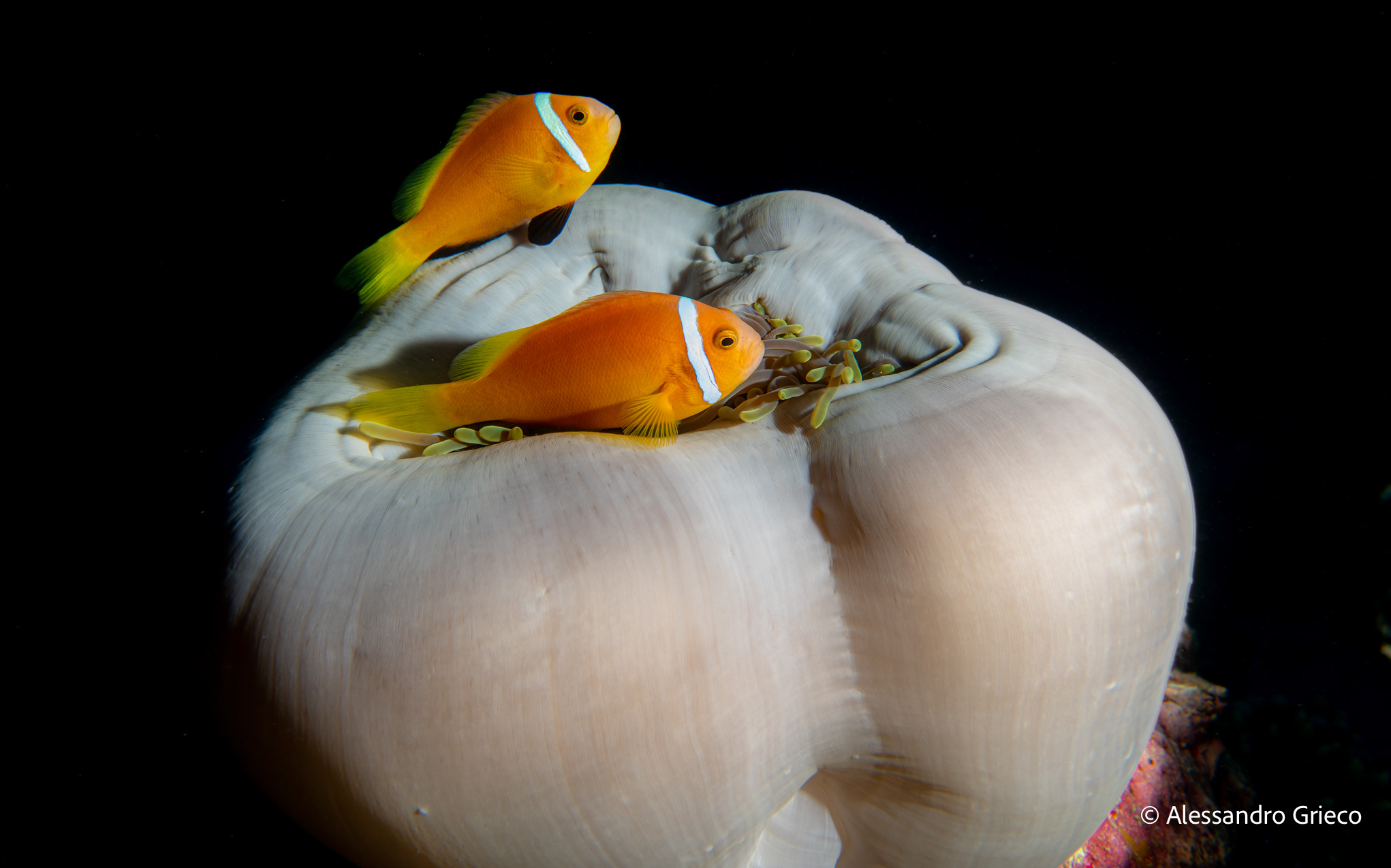 Fuvahmulah · clownfish on a bleached anemone