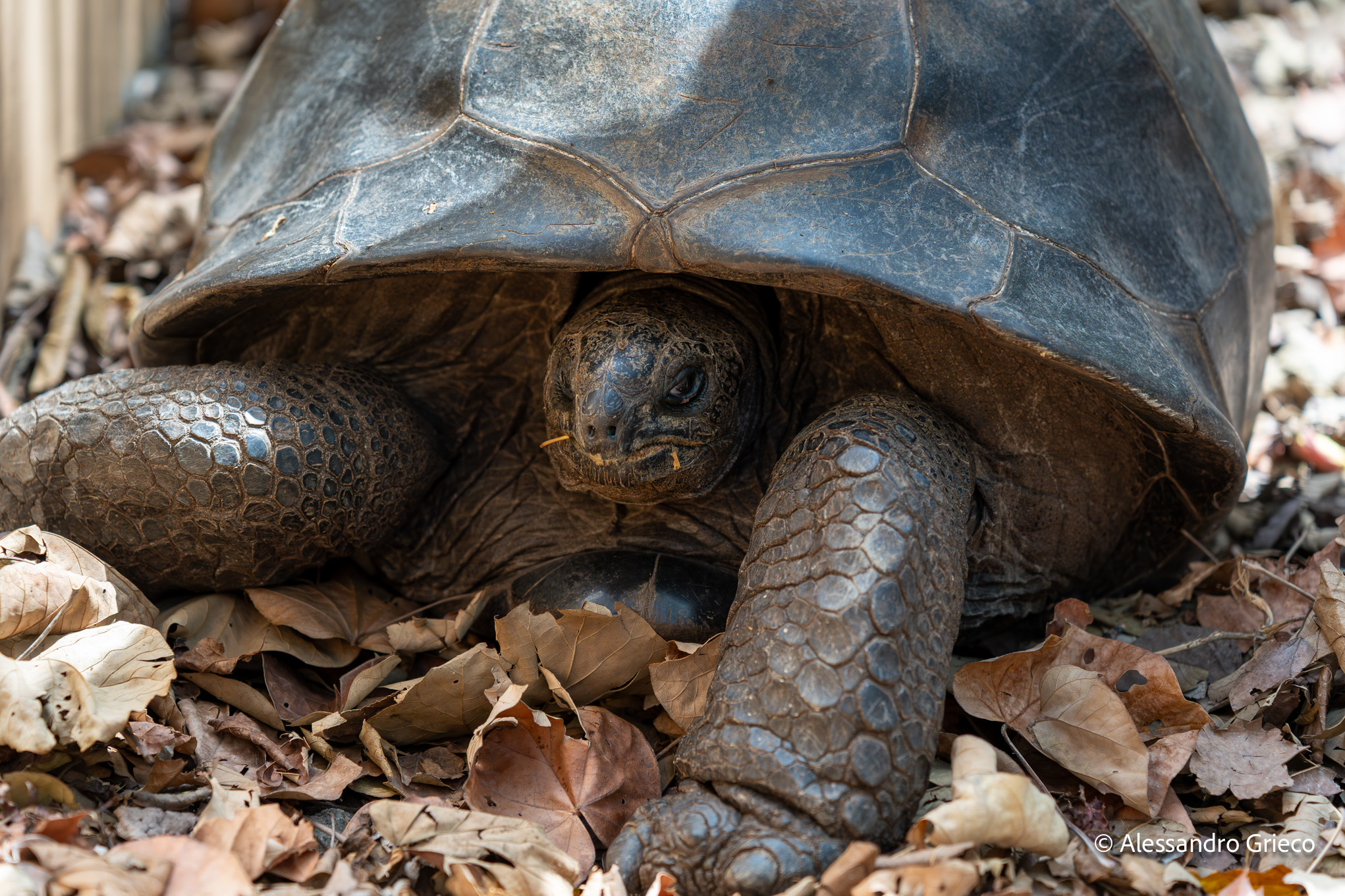 Île aux Aigrettes · an Aldabra giant tortoise, standing in for a species long gone