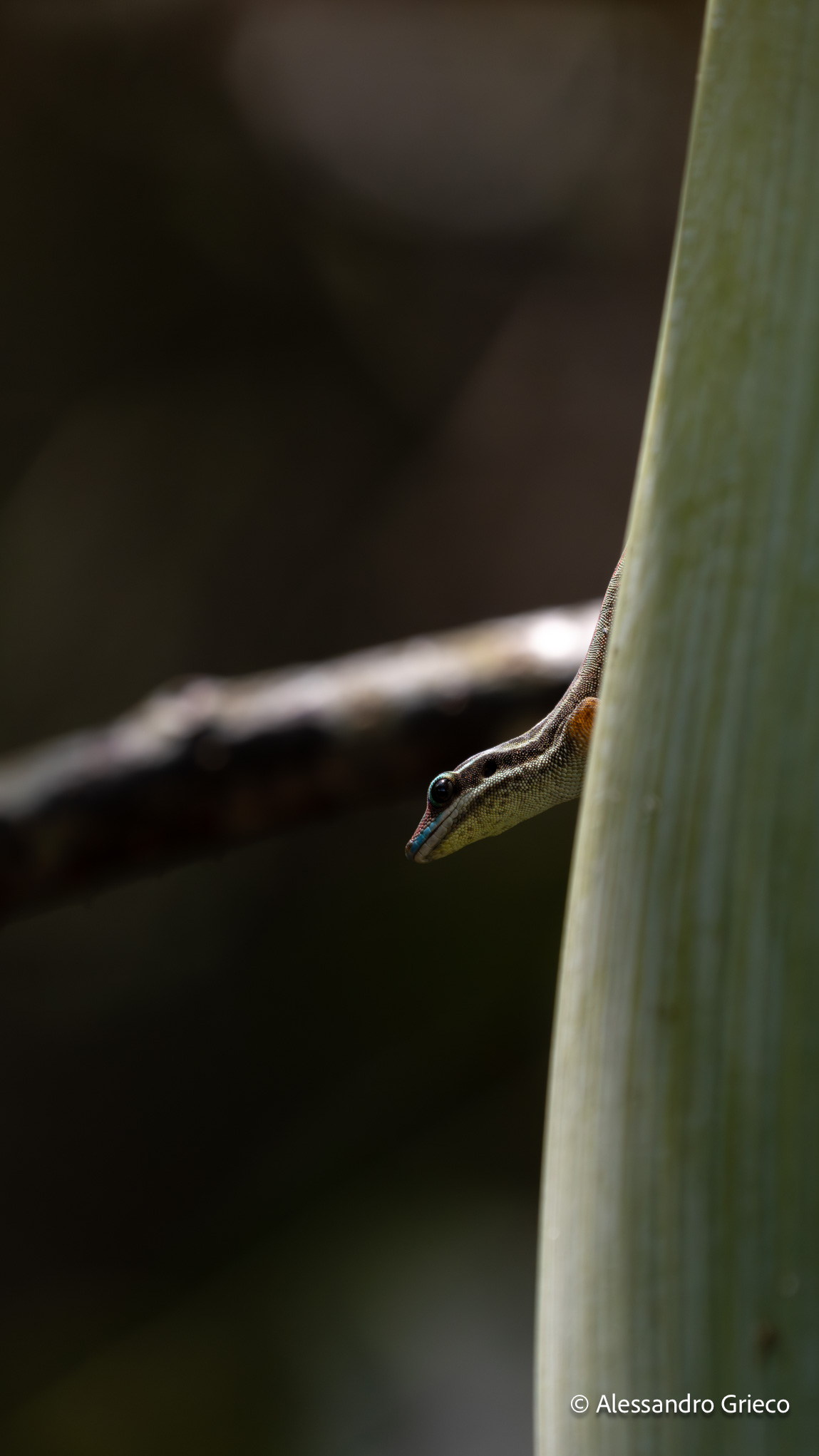 Île aux Aigrettes · a Telfair\u2019s skink, once wiped from the mainland entirely