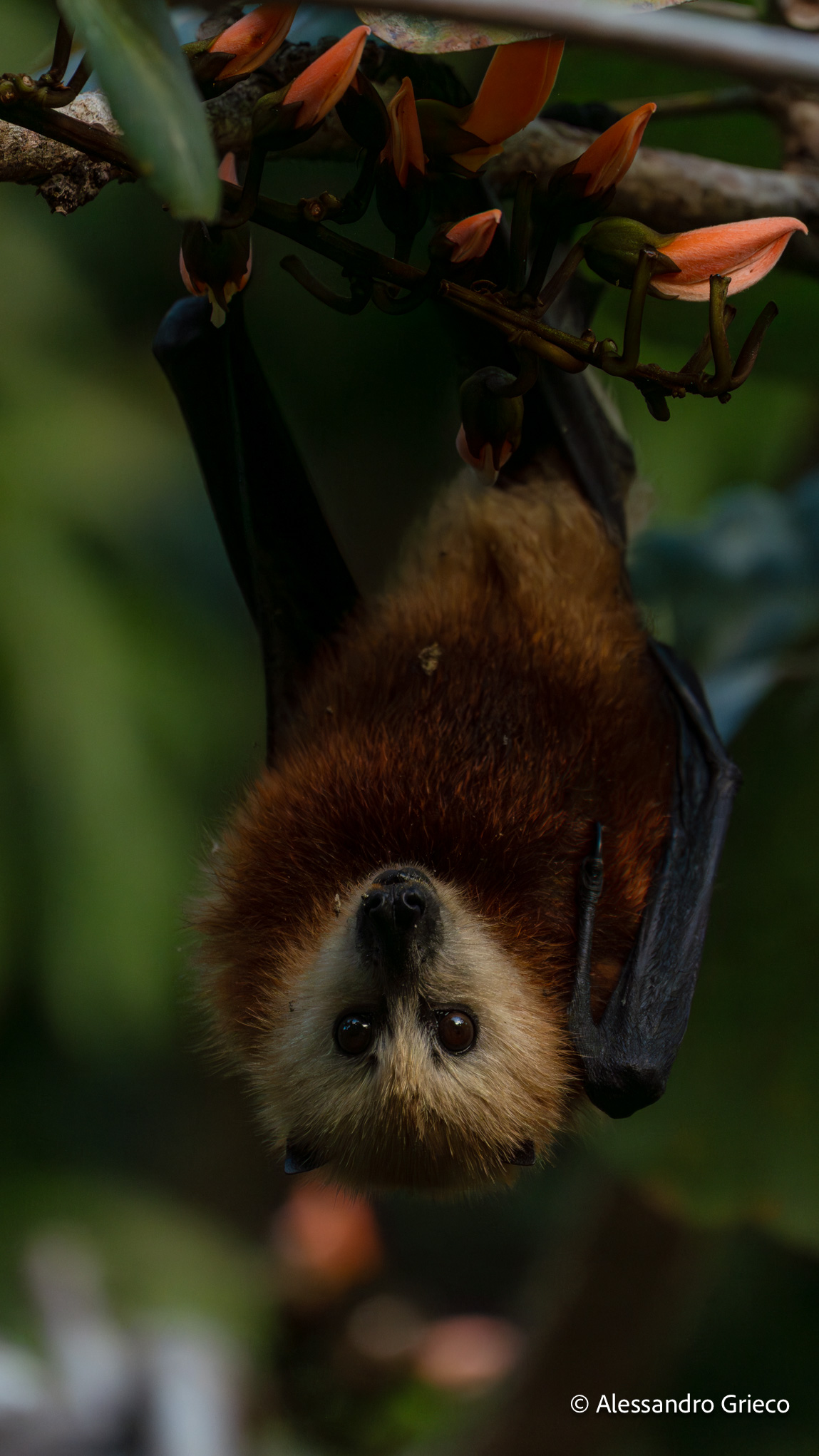 A Mauritius flying fox, hanging in a flowering tree at close range