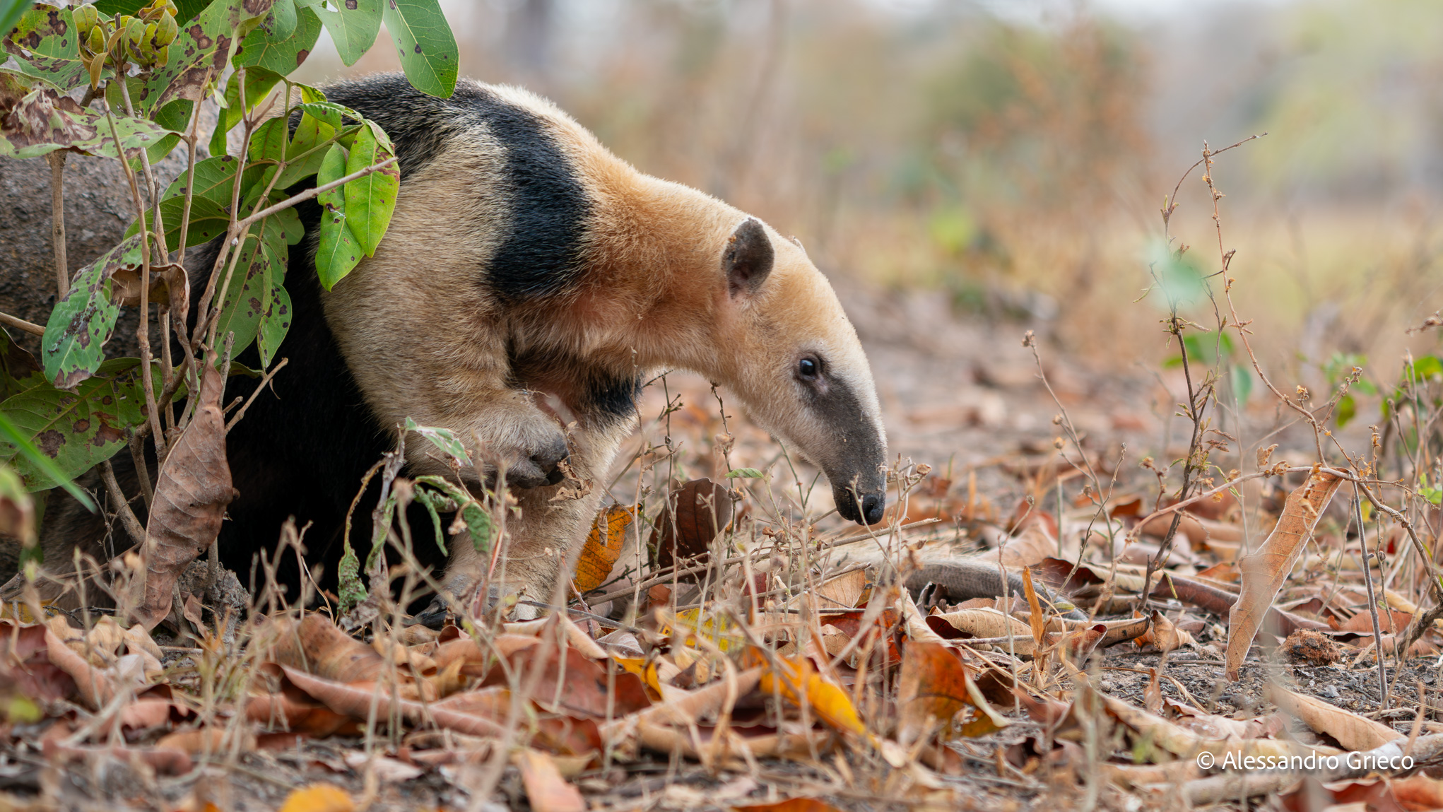 Pantanal · a giant anteater along the Transpantaneira