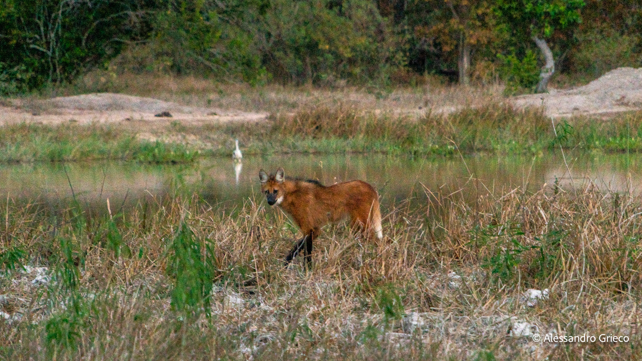 A maned wolf, seen once at dusk at the edge of the fazenda