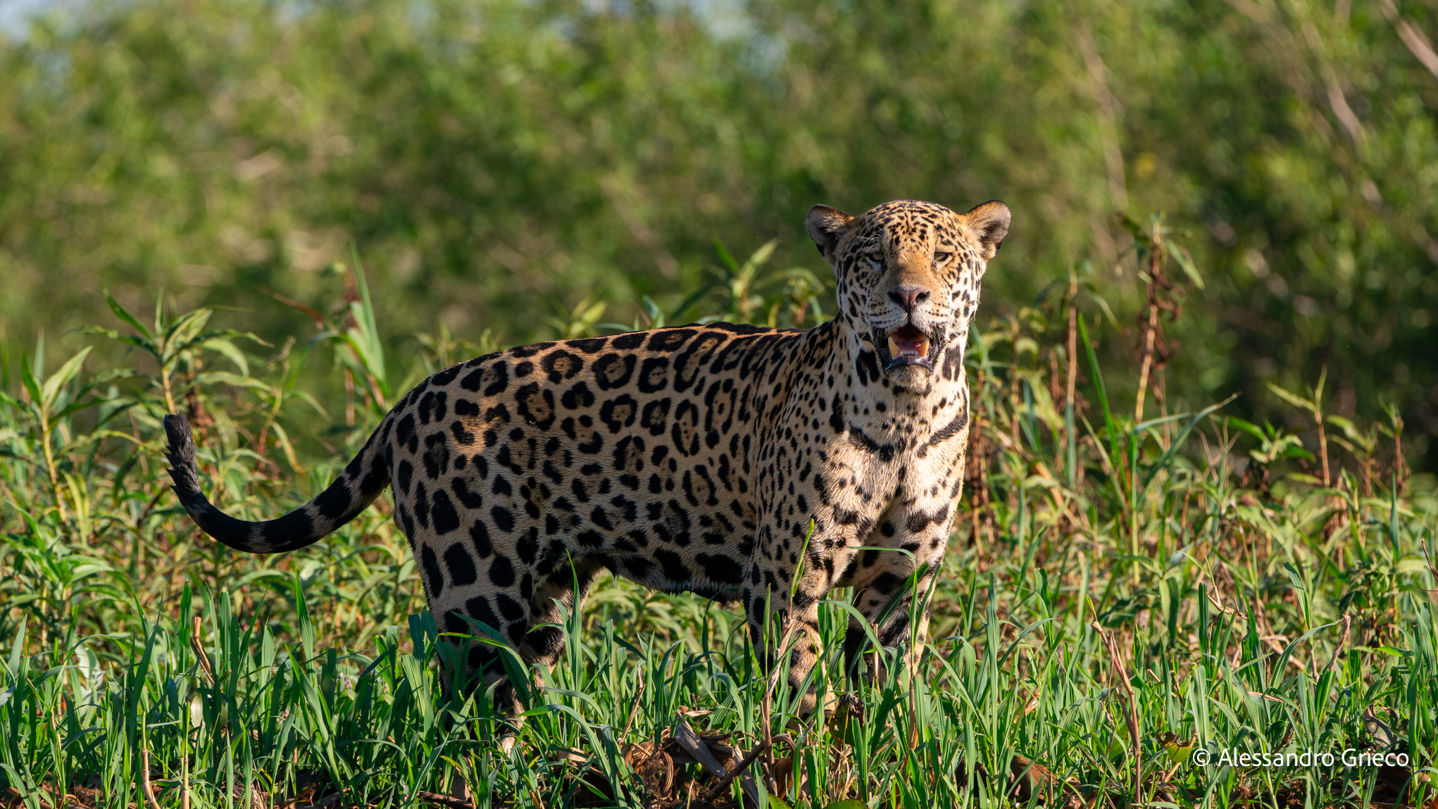 A jaguar, walking a fallen log like a stage of its own