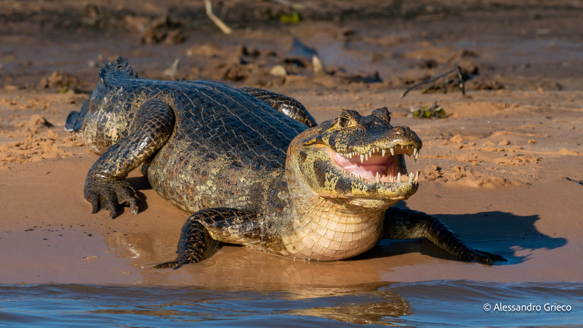 Caimans on the riverbank, jaws open to the sun