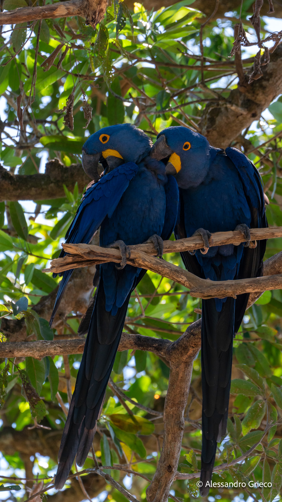 Pantanal · a pair of hyacinth macaws, electric blue against the canopy