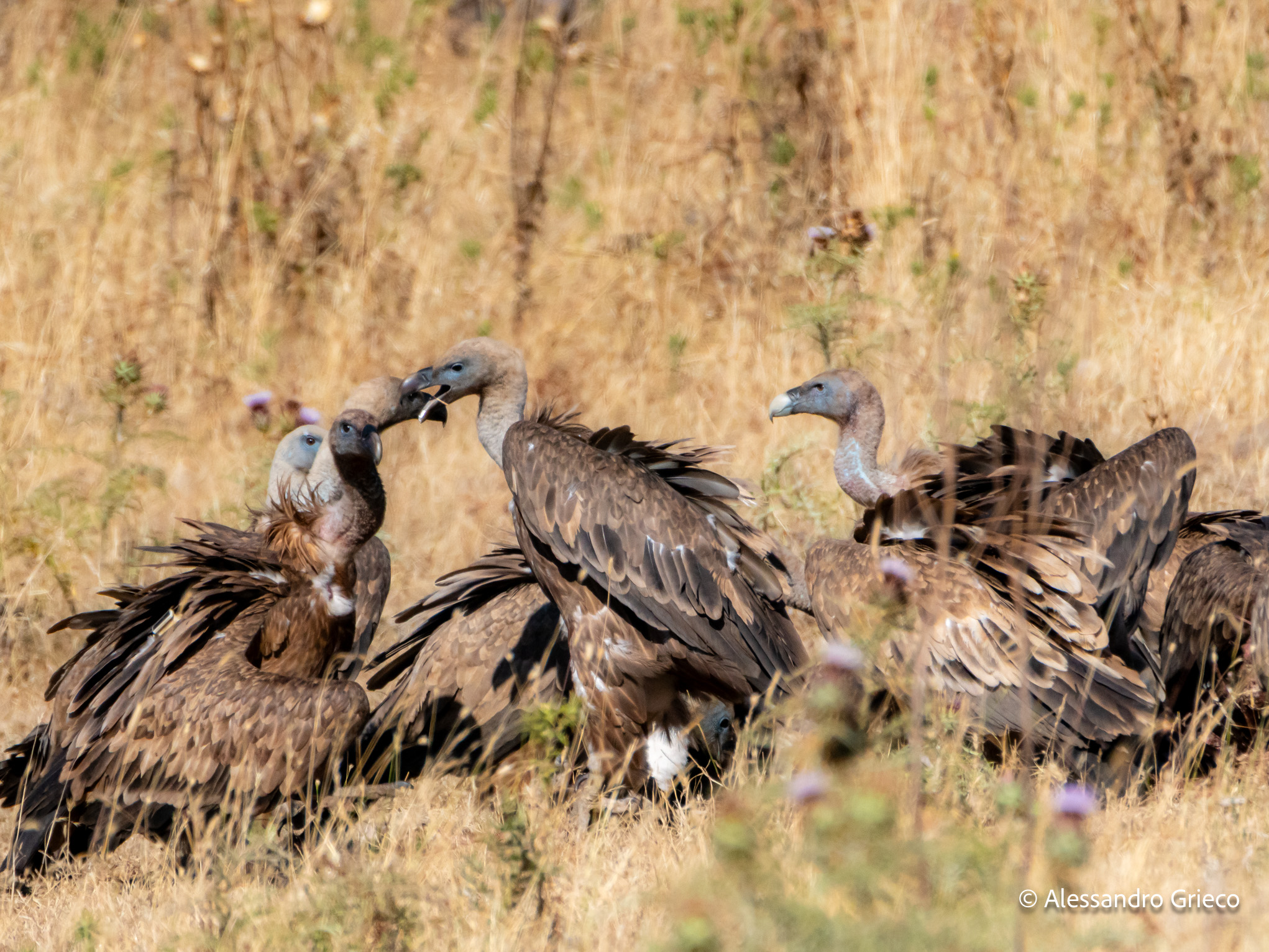 Bosa · griffon vultures at a carcass in the golden interior
