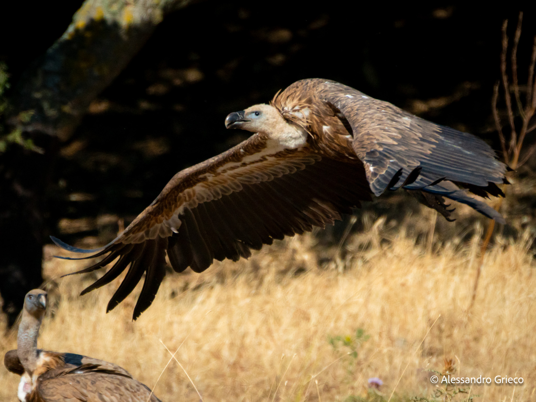 The vultures of Bosa — 40°N 8°E · Bosa, Sardinia, Italy