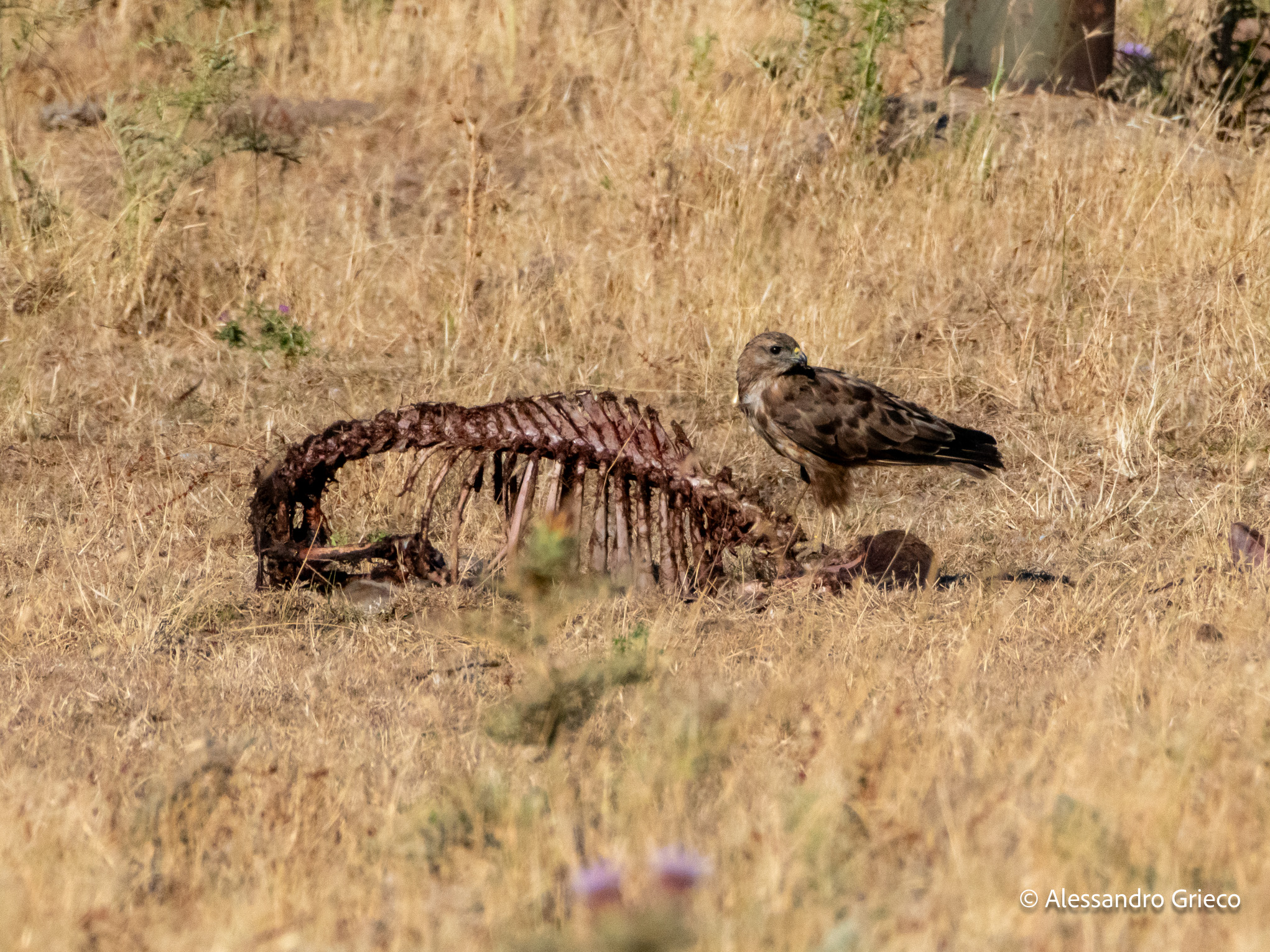 Bosa · nothing left but bone, and another raptor waiting its turn