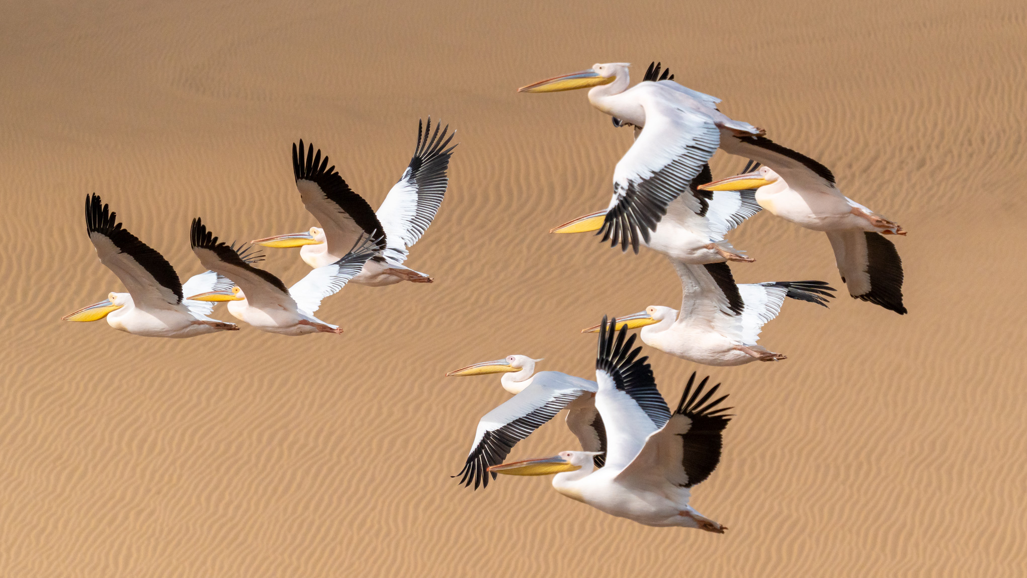 Great white pelicans in flight over the dunes, Namibia