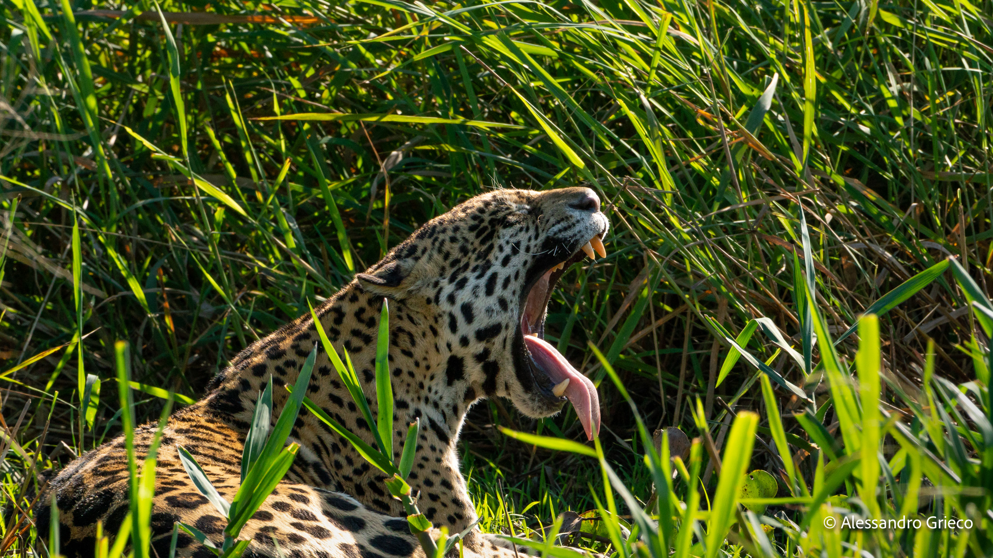 The king of the Americas — 17°S 56°W · Pantanal, Brazil