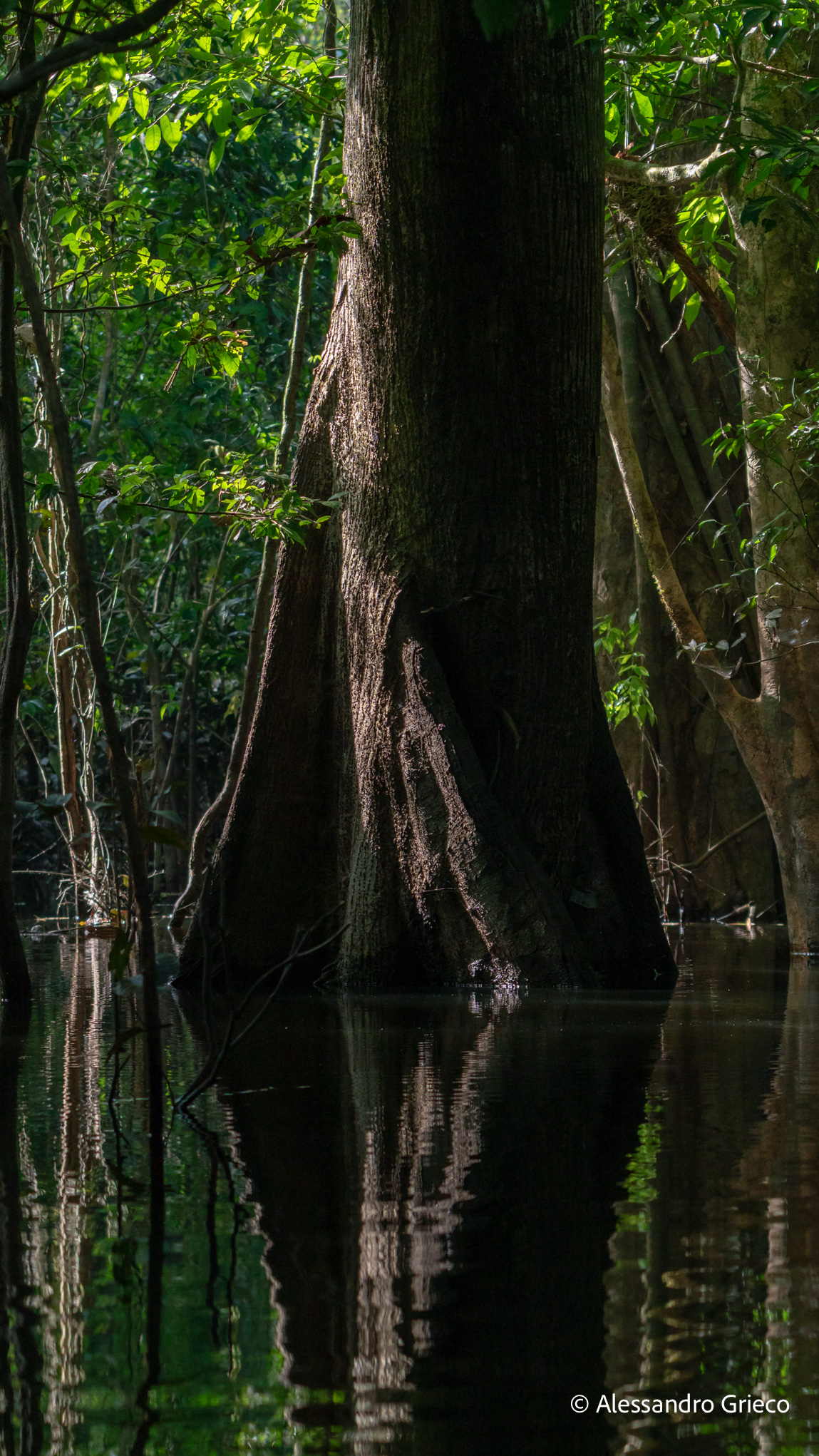 An enormous tree rising out of the flooded forest, its scale impossible to judge from the water