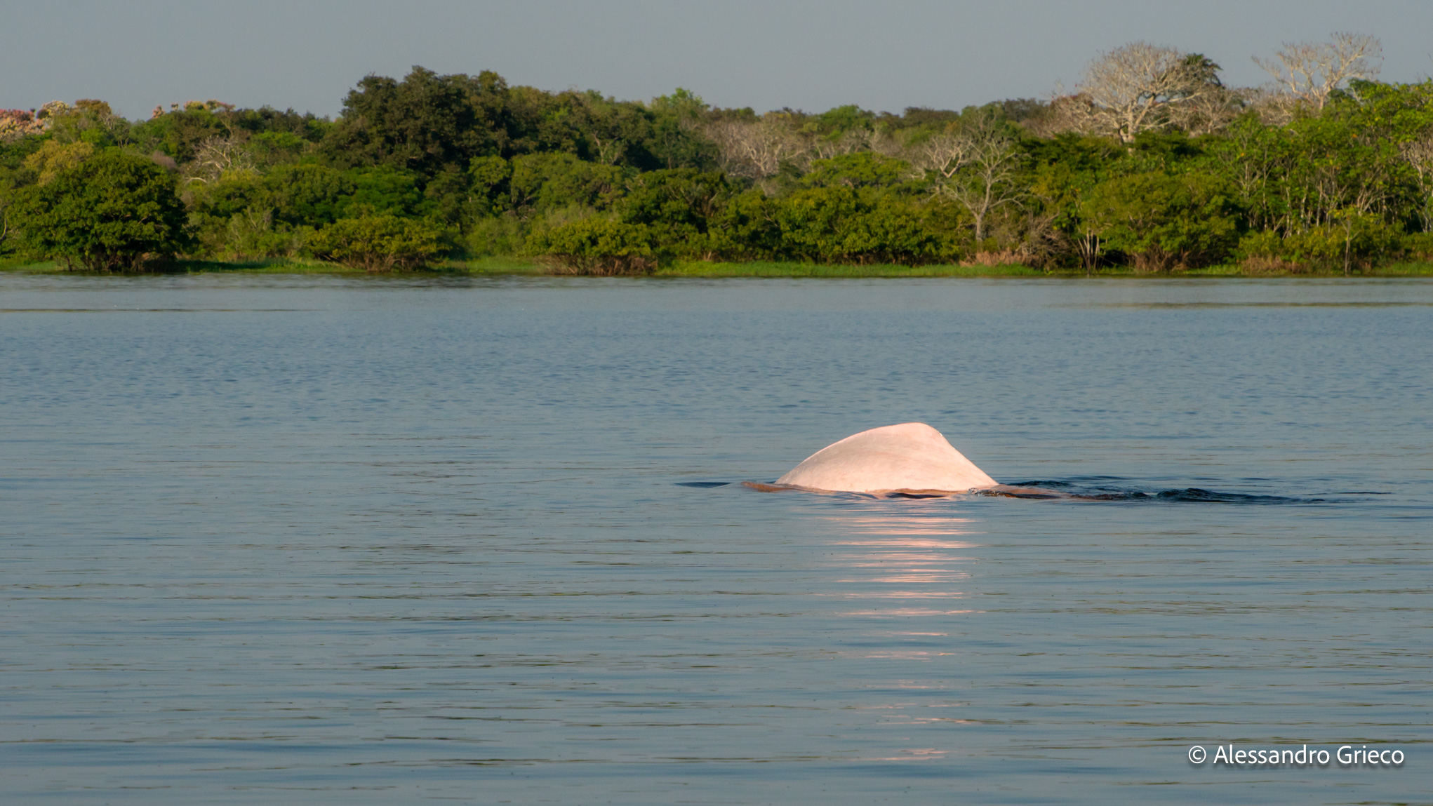 Mamirauá · a boto, the pink river dolphin, surfacing in the open water