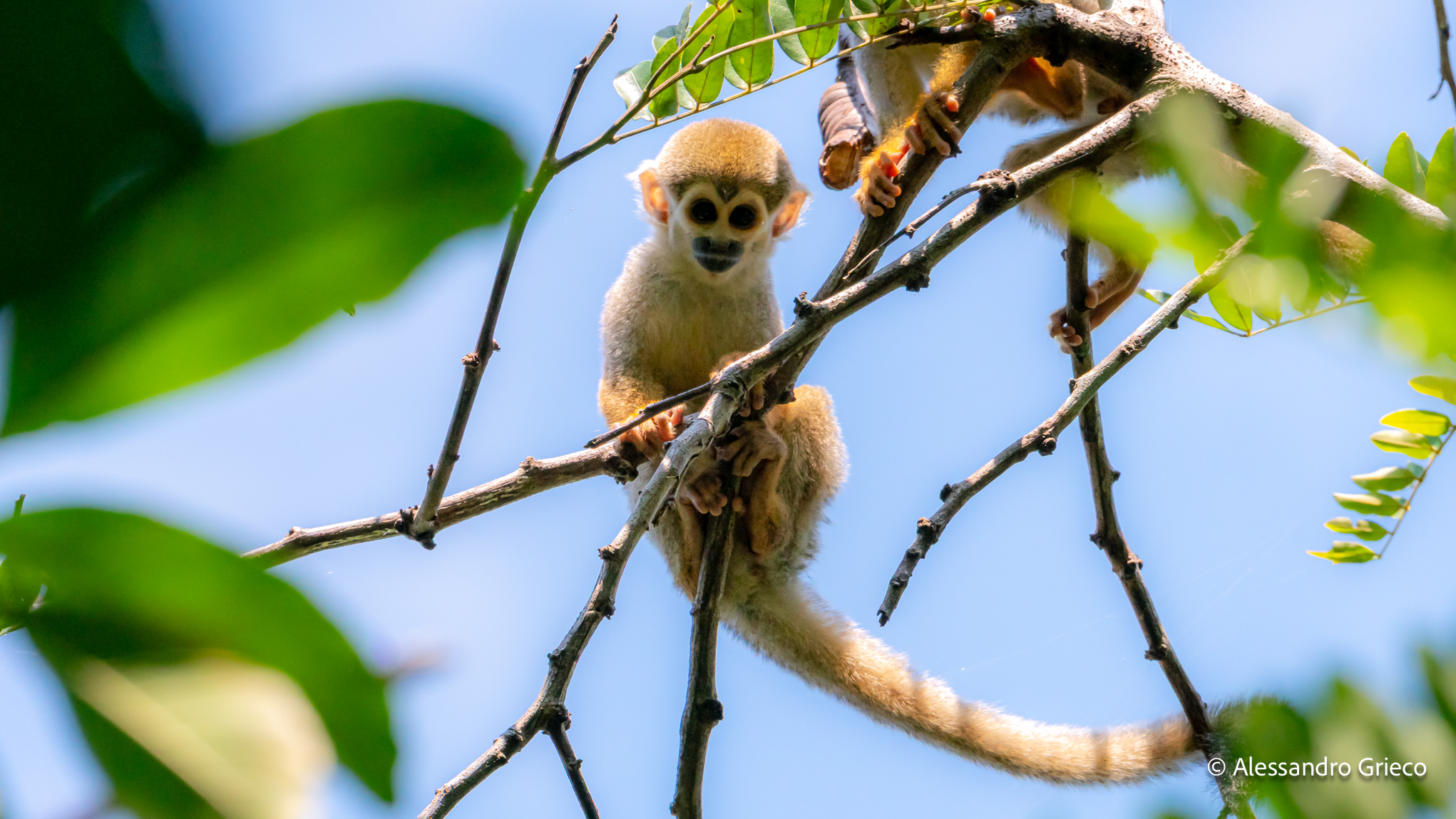 A capuchin monkey, watching from a branch