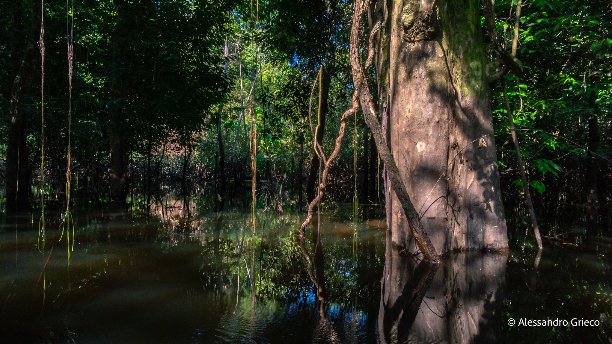 Inside the flooded forest, the canoe moving between half-submerged trunks